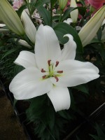 [5165 Zambesi Mak No02.JPG]